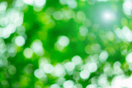Beautiful bokeh bright greenの写真素材