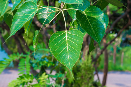 Peepal or bodhi leave from the bodhi treeの写真素材