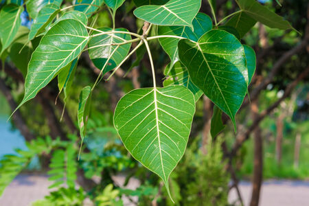 pipal leaf green colorの写真素材