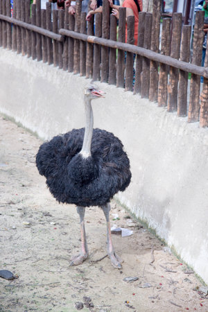 Ostrich at the zoo a  lovedの写真素材