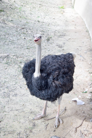 Ostrich at the zoo a  lovedの写真素材