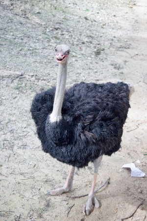 Ostrich at the zoo a  lovedの写真素材