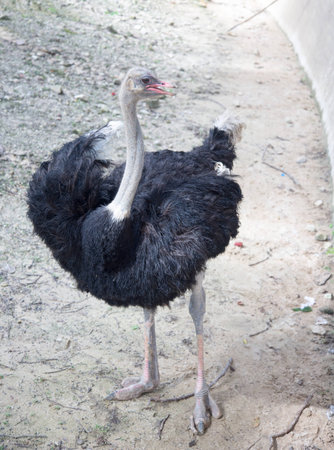 Ostrich at the zoo a  lovedの写真素材