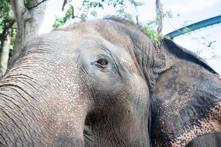 Asian Elephant head close upの写真素材