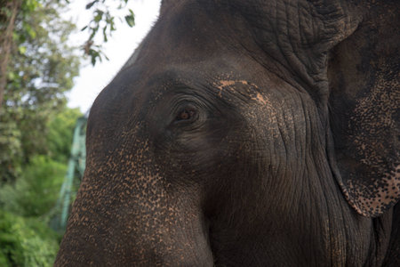 Asian Elephant head close upの写真素材