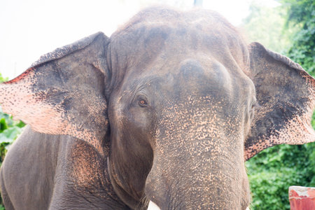 Asian Elephant head close upの写真素材
