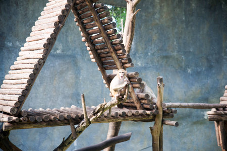 cute monkey at the zooの写真素材