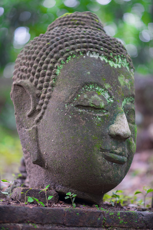 Ancient Head Buddha statue in Wat Umongの写真素材