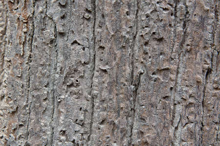wallpaper wood is natural and beautiful
