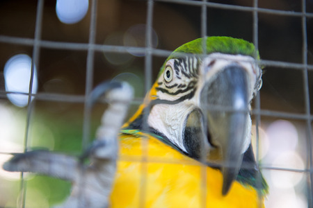 Beautiful blue and yellow Macaw sitting on cageの写真素材