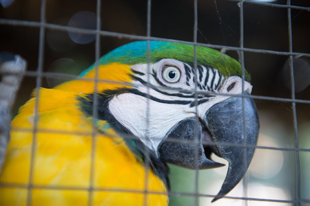 Beautiful blue and yellow Macaw sitting on cage