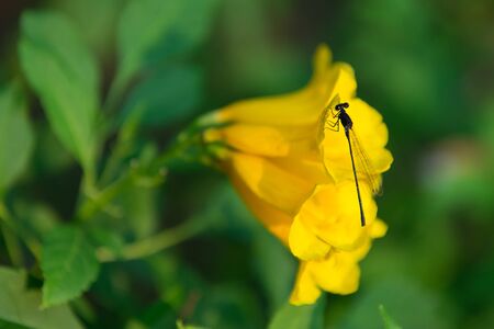 Small dragonfly on flowerの写真素材