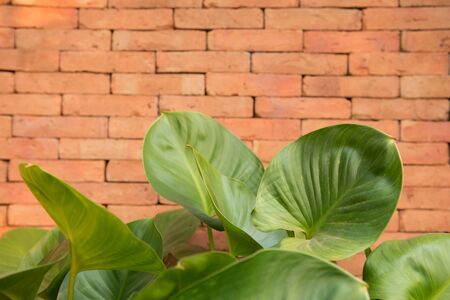 Autumn leaves on a background of a brickの写真素材
