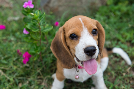 Beagle puppy sitting on green grassの写真素材