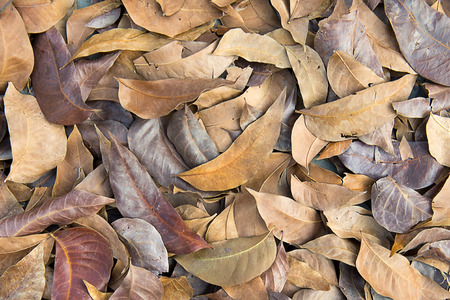 Fallen brown leaf of rubber tree on groundの写真素材