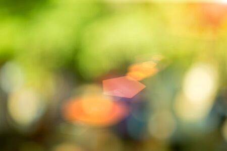 Sunny abstract green nature background selective focusの写真素材