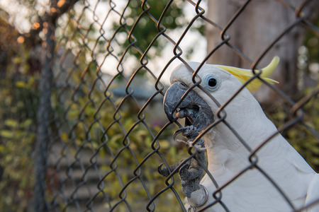 Cockatoowhite  in a cage alone at home