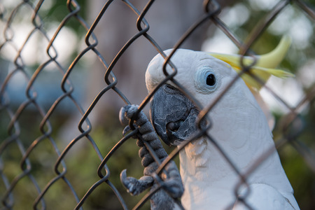 Cockatoowhite  in a cage alone at homeの写真素材