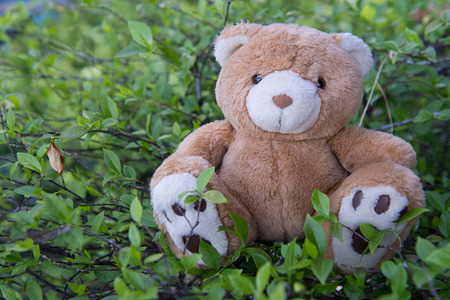 A cute brown teddy bearの写真素材