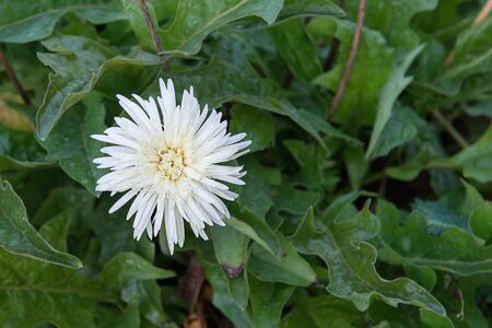 gerbera flower in garden, close-up imageの写真素材