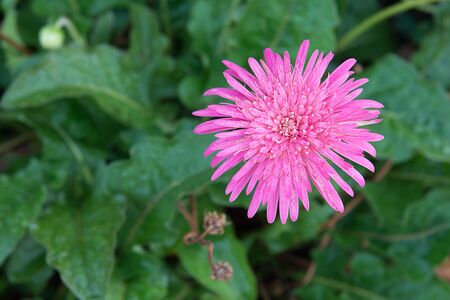 gerbera flower in garden, close-up imageの写真素材