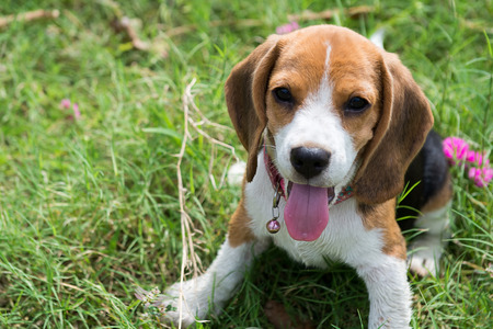 Beagle puppy sitting on green grassの写真素材