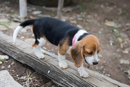 Beagle puppy sitting on green grassの写真素材
