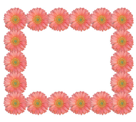 gerbera flower isolated on white backgroundの写真素材
