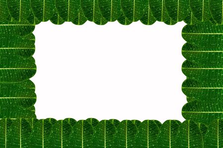 Frangipani leaf isolated on white backgroundの写真素材