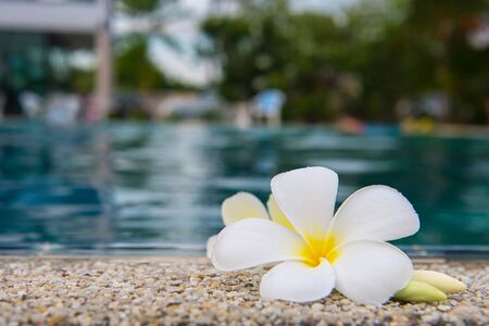 Plumeria Flower  at Edge of Pool in Tranquil Spa Settingの写真素材