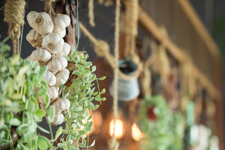 Garlic bulbs hanging and drying ,Garlic bunch adorn coffee shopの写真素材