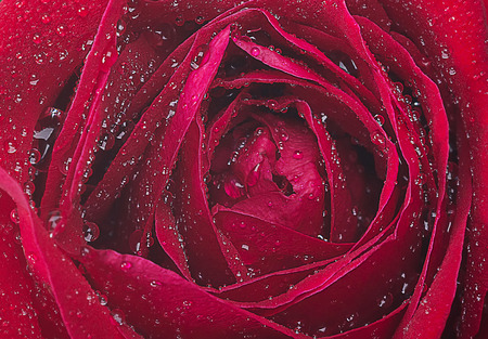 close up macro shot of a red roseの写真素材