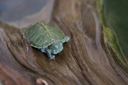 Small Turtle, Pond Terrapin Sitting On Wood, Baby turtles.の写真素材