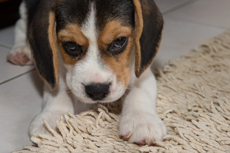 beagle puppy, beagle puppy at home.の写真素材