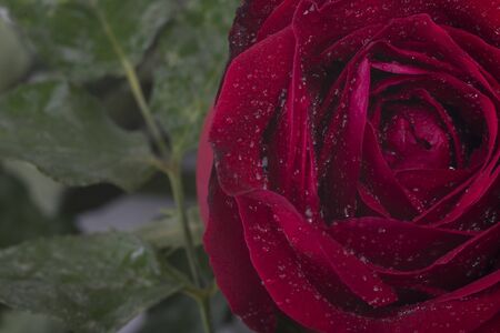 close up macro shot of a red roseの写真素材