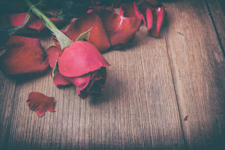 close up macro shot of a red roseの写真素材