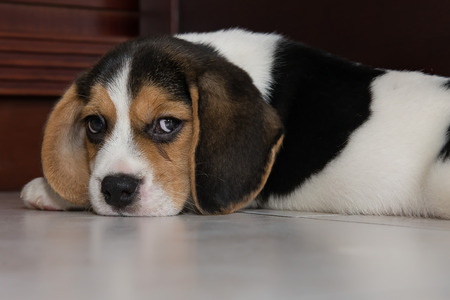 beagle puppy, beagle puppy at home.の写真素材
