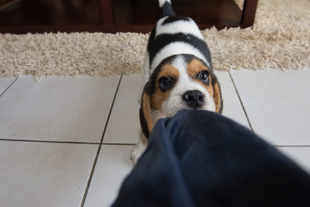 beagle puppy, beagle puppy at home.の写真素材
