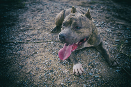 Pitbull lovelyの写真素材