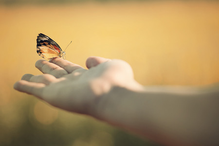 Beautiful butterfly sitting on the handの写真素材