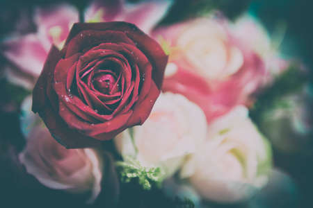 close up macro shot of a red roseの写真素材