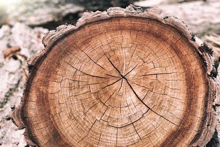 stump of oak tree felled - section of the trunk with annual ringsの写真素材