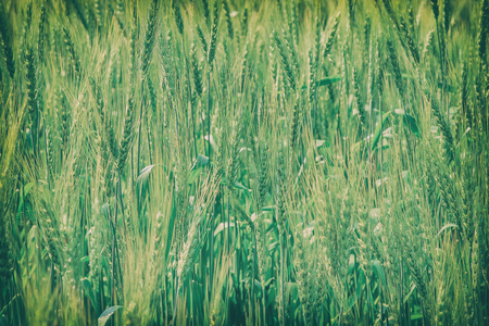 Beautiful acres of barleyの写真素材