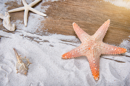summer concept, shells, starfish on the beachの写真素材