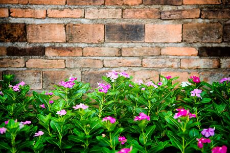 Flowers and brick background grunge wall background with flowers.の写真素材