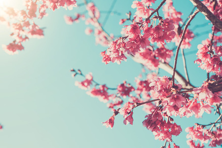 Pink blossoms on the branch with blue sky during spring blooming Branch with pink sakura blossoms...