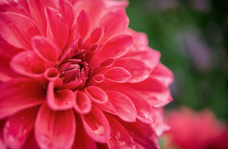 Pink flower in very high detail. Stunningly beautiful and symbolises loveの写真素材