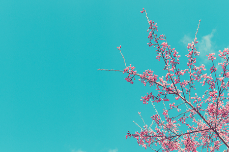 Pink blossoms on the branch with blue sky during spring blooming Branch with pink sakura blossoms and blue sky background.soft focus and retro color toned.の写真素材