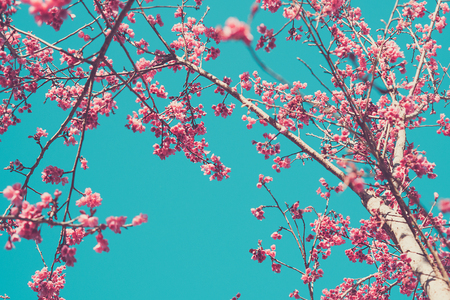 Pink blossoms on the branch with blue sky during spring blooming Branch with pink sakura blossoms and blue sky background.soft focus and retro color toned.の写真素材