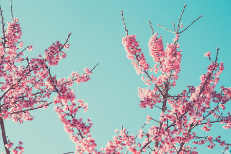 Pink blossoms on the branch with blue sky during spring blooming Branch with pink sakura blossoms and blue sky background.soft focus and retro color toned.の写真素材